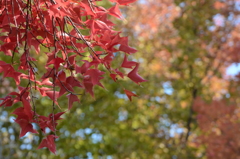 紅葉
