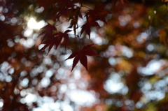 紅葉