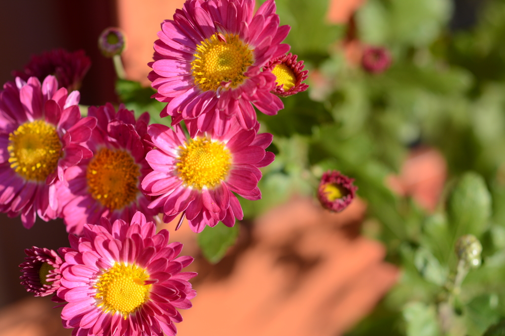 花