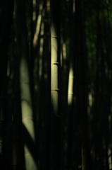静寂の竹