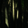 静寂の竹