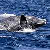Whale