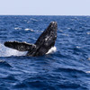 Whale