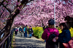 河津桜 2