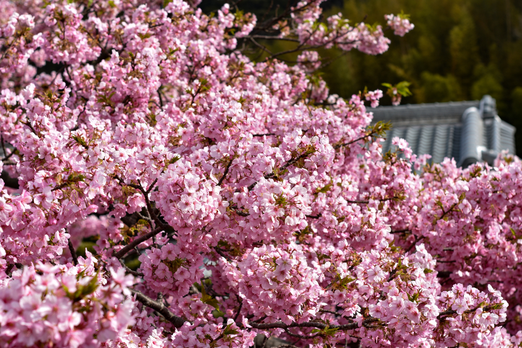 河津桜 3