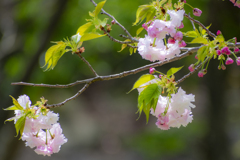 八重桜