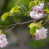 八重桜