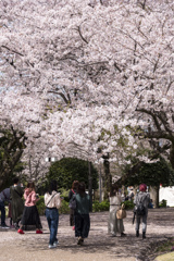 桜のトンネル