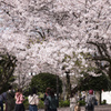 桜のトンネル