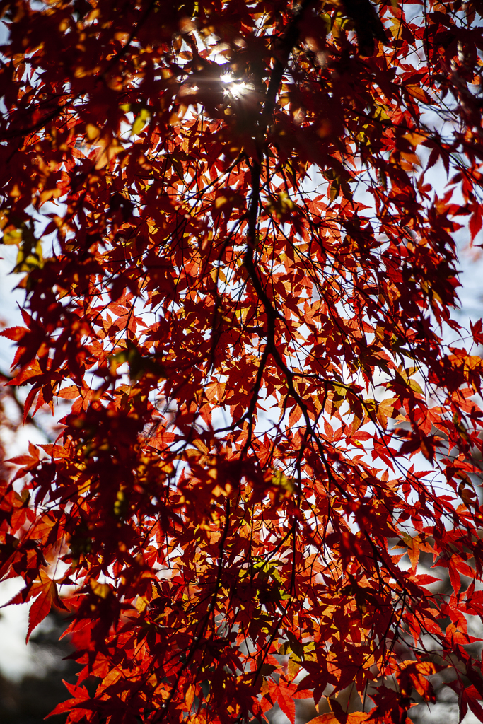 光と紅葉