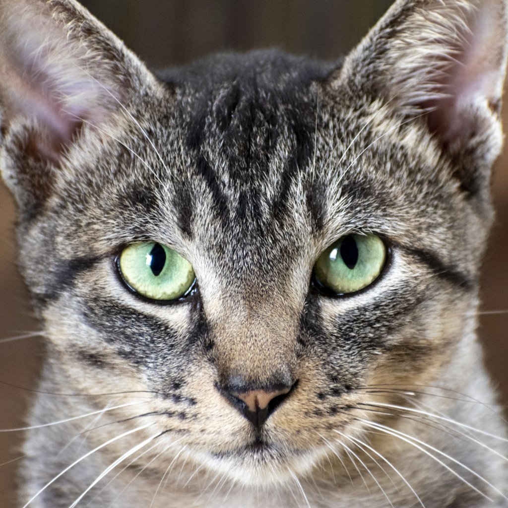 green eyes