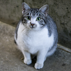 丸い
