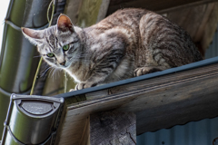 屋根の上のノラ猫