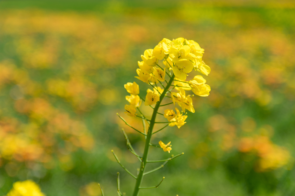 田んぼをつかった花畑 3