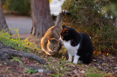 catseye