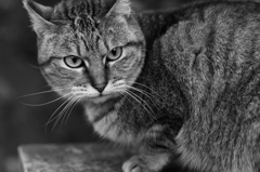 catseye 2