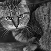catseye 2