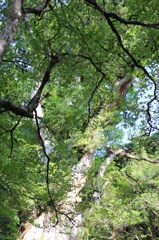 縄文杉