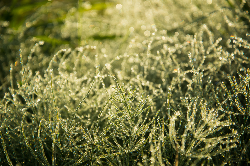 朝露