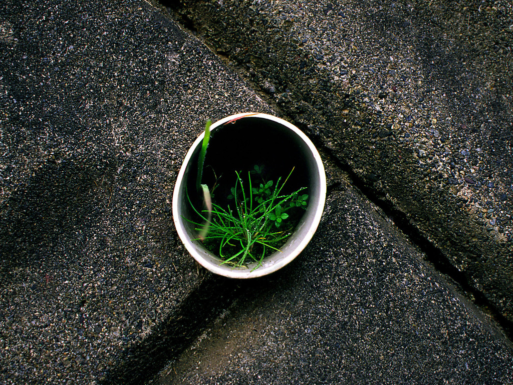 草1