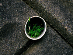 草1