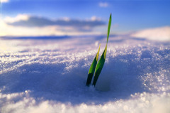 雪の朝