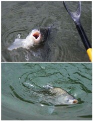 ヘラブナ釣り