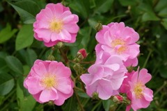 rose love ⑨