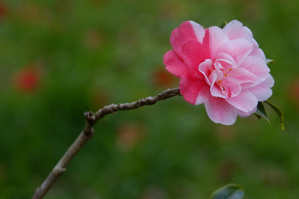 万博公園　2016弥生 ⑥