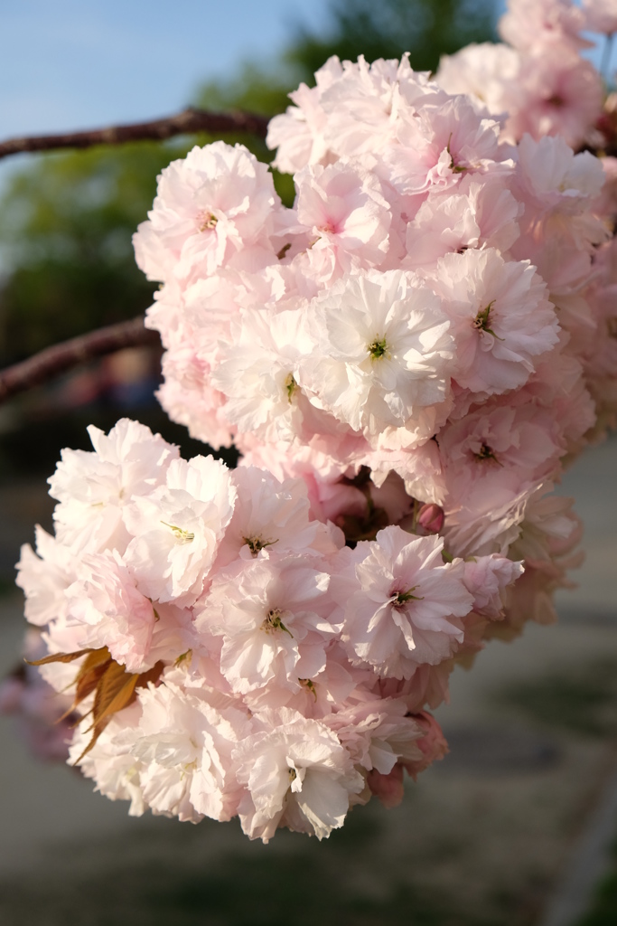 八重桜 満開  Ⅰ