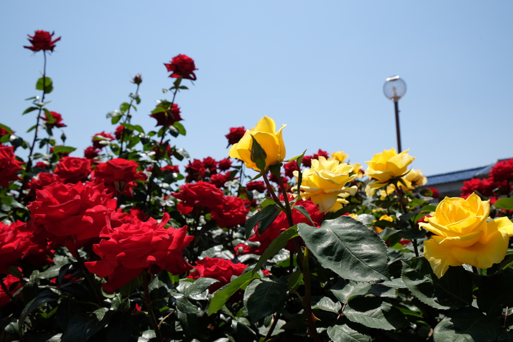 尼崎水明公園　薔薇の輝き②
