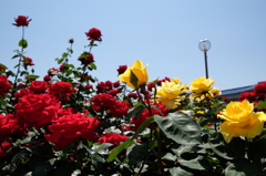尼崎水明公園　薔薇の輝き②