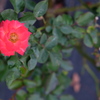 薔薇園の華 ⅰ
