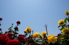 尼崎水明公園　薔薇の輝き①