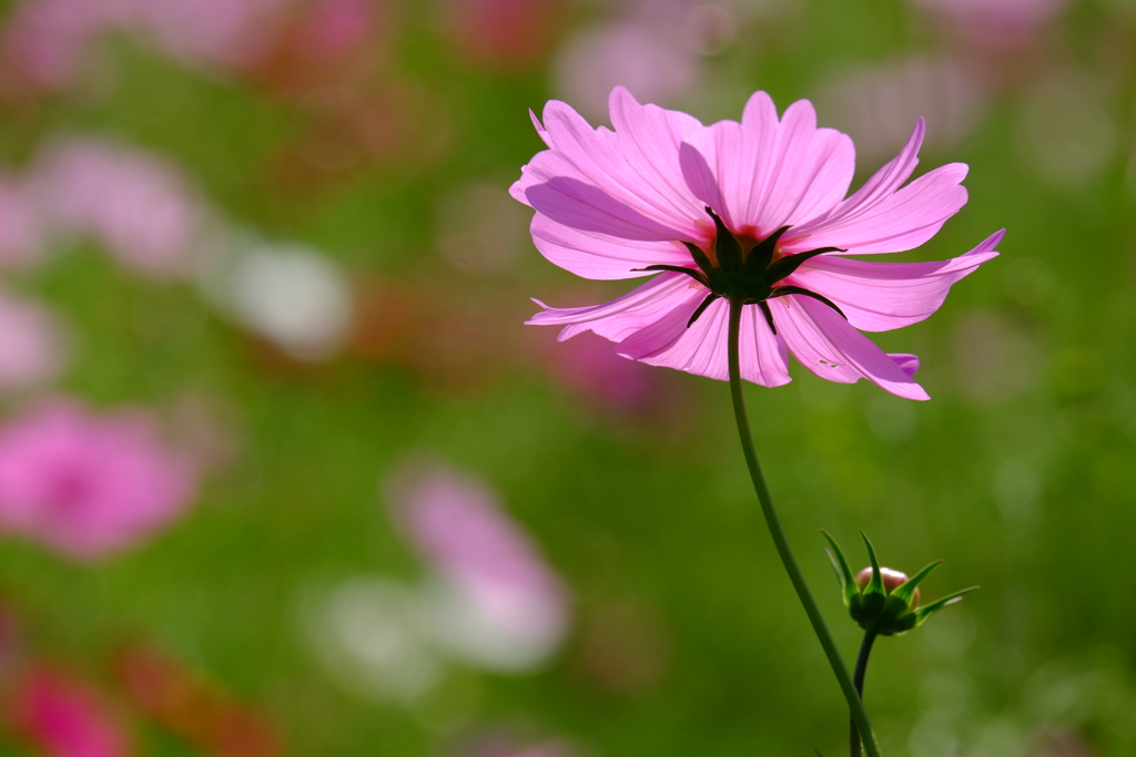 2016 秋桜Ⅱ