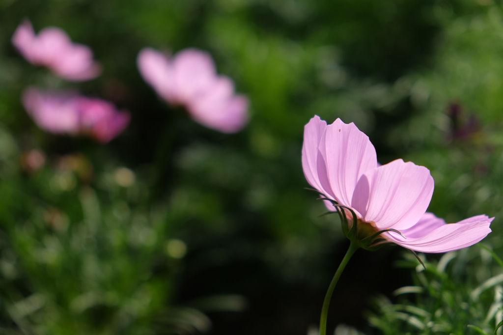 秋桜 Ⅱ