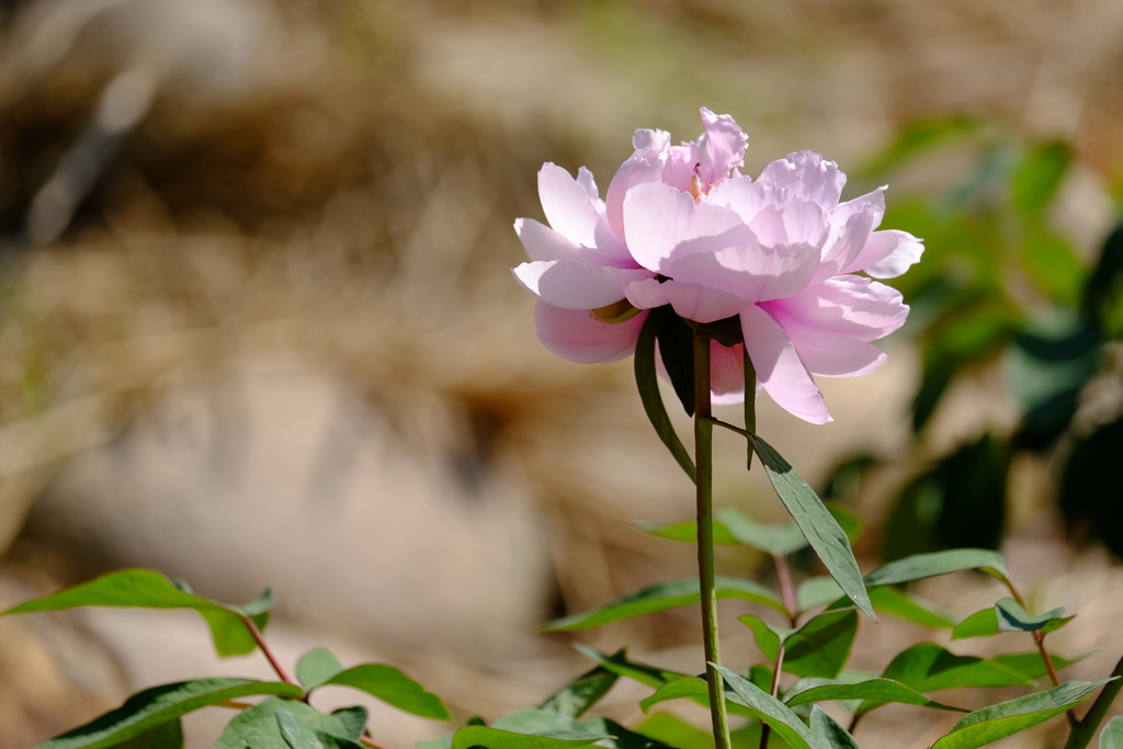 長居植物園 ぼたん園 Ⅰ