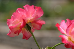 2017spring 薔薇の競艶