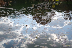 蓮池の秋空
