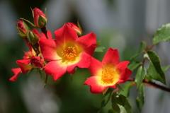 2017spring 薔薇の競艶