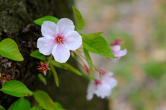 桜咲く　２