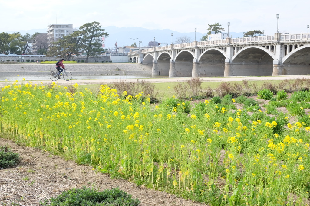 陽春の河川敷