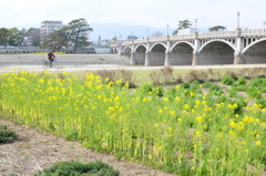 陽春の河川敷