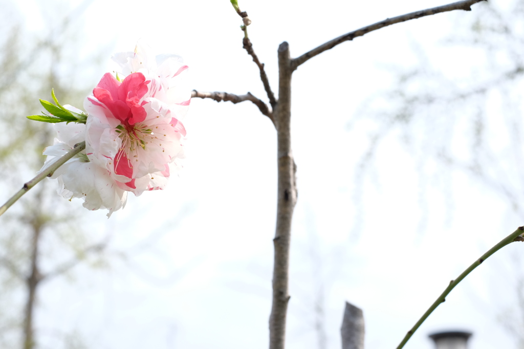 大阪城桃園の華