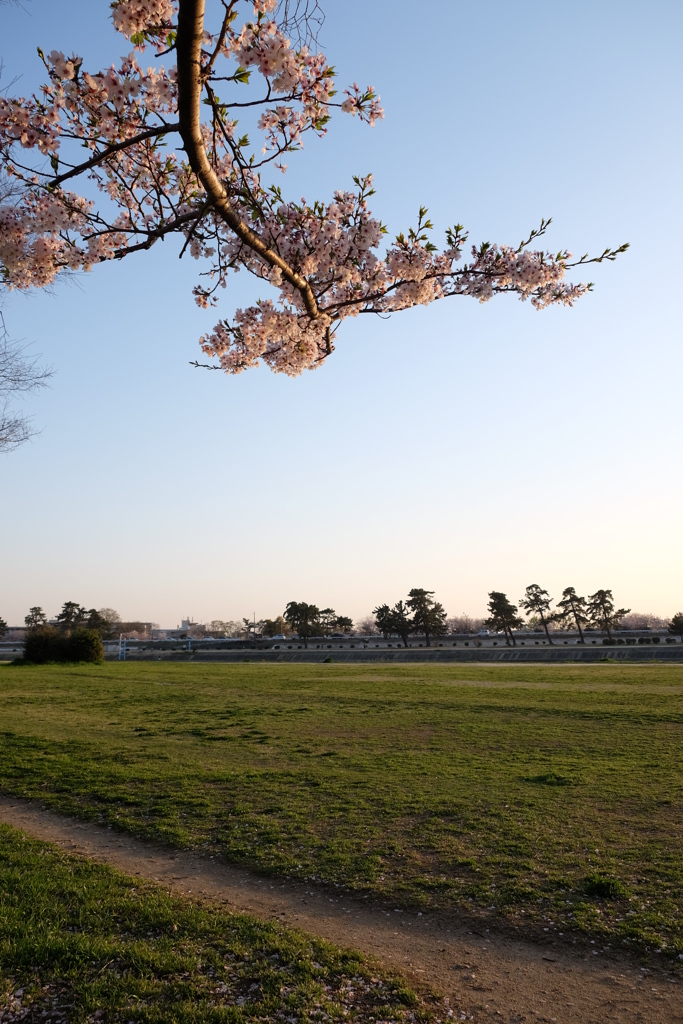 桜花の飾り