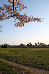桜花の飾り