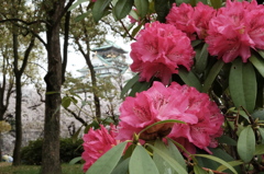 桜花満開の陰で　…