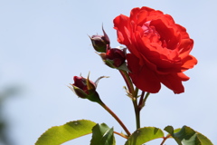 2017spring 薔薇の競艶