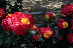尼崎水明公園　薔薇の輝き③
