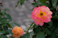 長居公園　Ⅱ